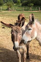 Image showing quiet donkey in a field in spring