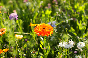 Image showing Colorful flowers, selective focus on pink flower 