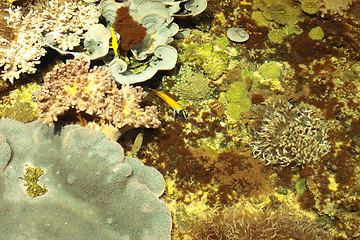 Image showing tropical marine reef with corals and fish Surgeons