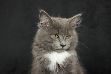 Image showing gray and white kitten close up on a black background