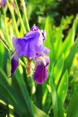 Image showing Group of purple irises in spring sunny day. Selective focus. 