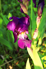 Image showing Group of purple irises in spring sunny day. Selective focus. 