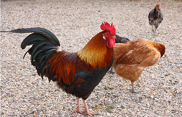 Image showing beautiful colorful rooster in a farmyard in France