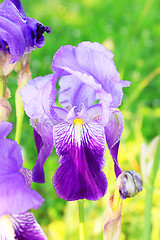 Image showing Group of purple irises in spring sunny day. Selective focus. 