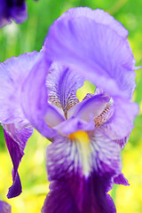 Image showing Group of purple irises in spring sunny day. Selective focus. 