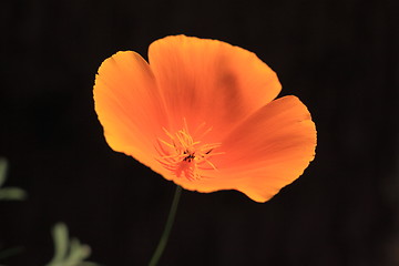 Image showing Eschscholtzia of California, california poppy