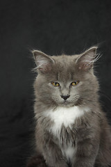 Image showing gray and white kitten close up on a black background