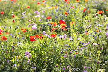 Image showing Colorful flowers, selective focus on pink flower 