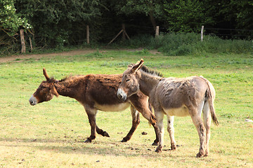 Image showing quiet donkey in a field in spring