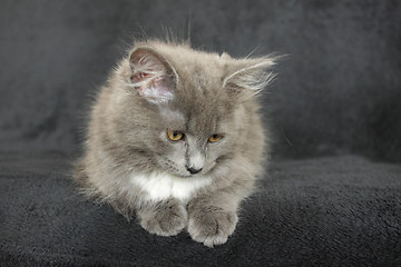 Image showing gray and white kitten close up on a black background