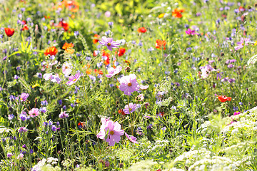 Image showing Colorful flowers, selective focus on pink flower 