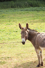 Image showing quiet donkey in a field in spring