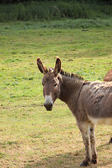 Image showing quiet donkey in a field in spring