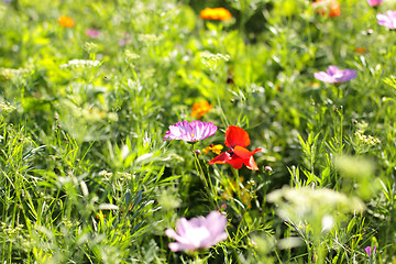 Image showing Colorful flowers, selective focus on pink flower 