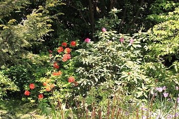 Image showing Spring flowers in a garden