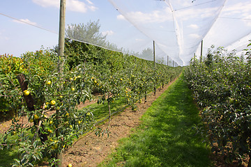 Image showing apple orchard with nets to protect against hail and birds