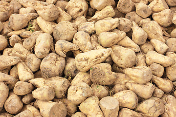 Image showing Sugar beet pile at the field after harvest