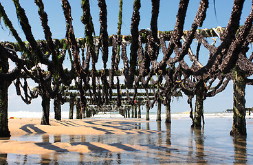 Image showing mussel farming on the coast of opal in the north of France