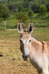 Image showing quiet donkey in a field in spring