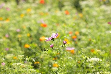 Image showing Colorful flowers, selective focus on pink flower 