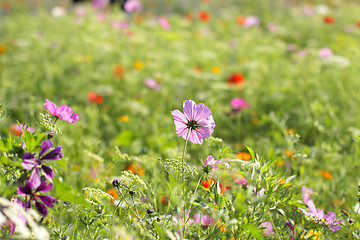 Image showing Colorful flowers, selective focus on pink flower 