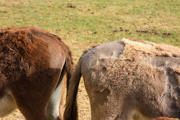 Image showing quiet donkey in a field in spring