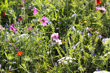 Image showing Colorful flowers, selective focus on pink flower 