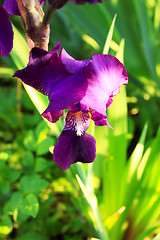 Image showing Group of purple irises in spring sunny day. Selective focus. 