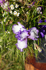 Image showing Group of purple irises in spring sunny day. Selective focus. 