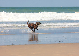 Image showing dog playing ball on the beach in summer