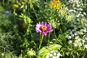 Image showing Colorful flowers, selective focus on pink flower 