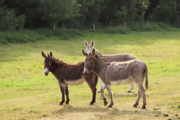 Image showing quiet donkey in a field in spring