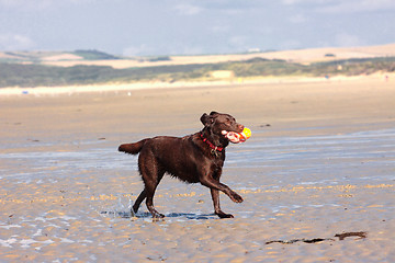 Image showing dog playing ball on the beach in summer