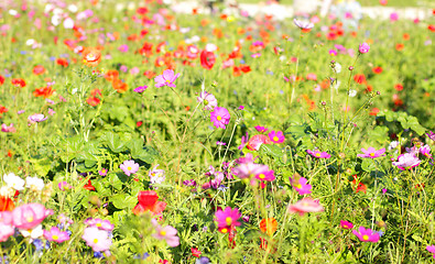 Image showing Colorful flowers, selective focus on pink flower 