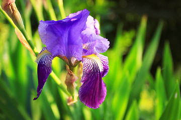 Image showing Group of purple irises in spring sunny day. Selective focus. 