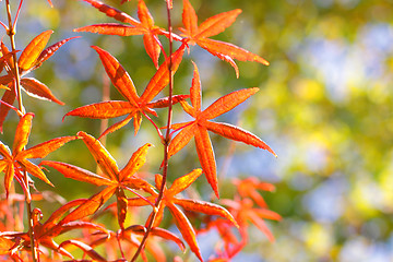 Image showing maple in autumn with red and orange leaves