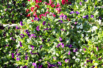 Image showing pansy pots for sale in a market in the autumn