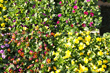 Image showing pansy pots for sale in a market in the autumn