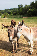 Image showing quiet donkey in a field in spring