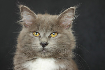 Image showing gray and white kitten close up on a black background