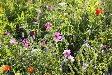 Image showing Colorful flowers, selective focus on pink flower 