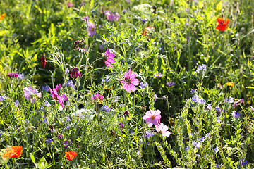 Image showing Colorful flowers, selective focus on pink flower 