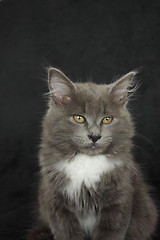 Image showing gray and white kitten close up on a black background