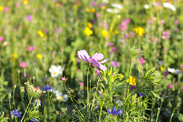 Image showing Colorful flowers, selective focus on pink flower 