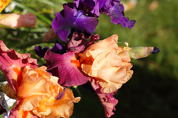 Image showing Group of purple irises in spring sunny day. Selective focus. 