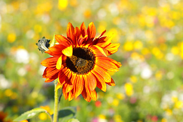Image showing Colorful flowers, selective focus on sunflower orange