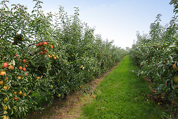 Image showing apple orchard in summer, covered with colorful apples