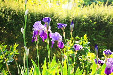 Image showing Group of purple irises in spring sunny day. Selective focus. 