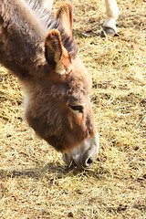 Image showing quiet donkey in a field in spring