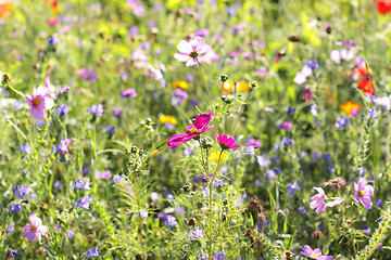 Image showing Colorful flowers, selective focus on pink flower 